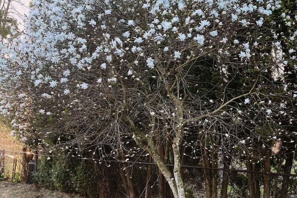 Photo of Outdoor in Mission