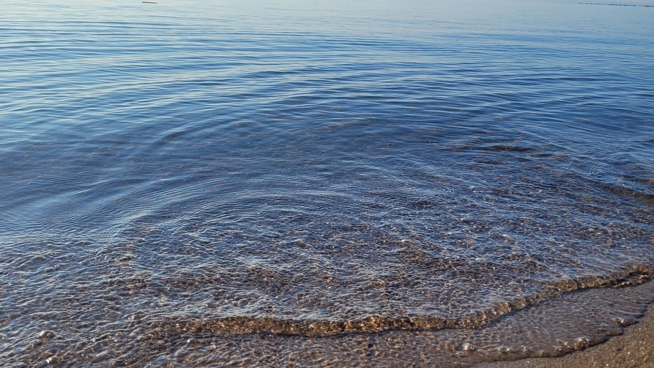 Photo of Others in Turkey Point