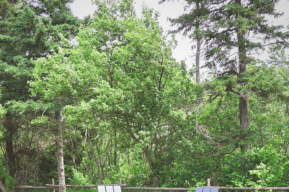 Photo of Outdoor in Saint Peters Bay