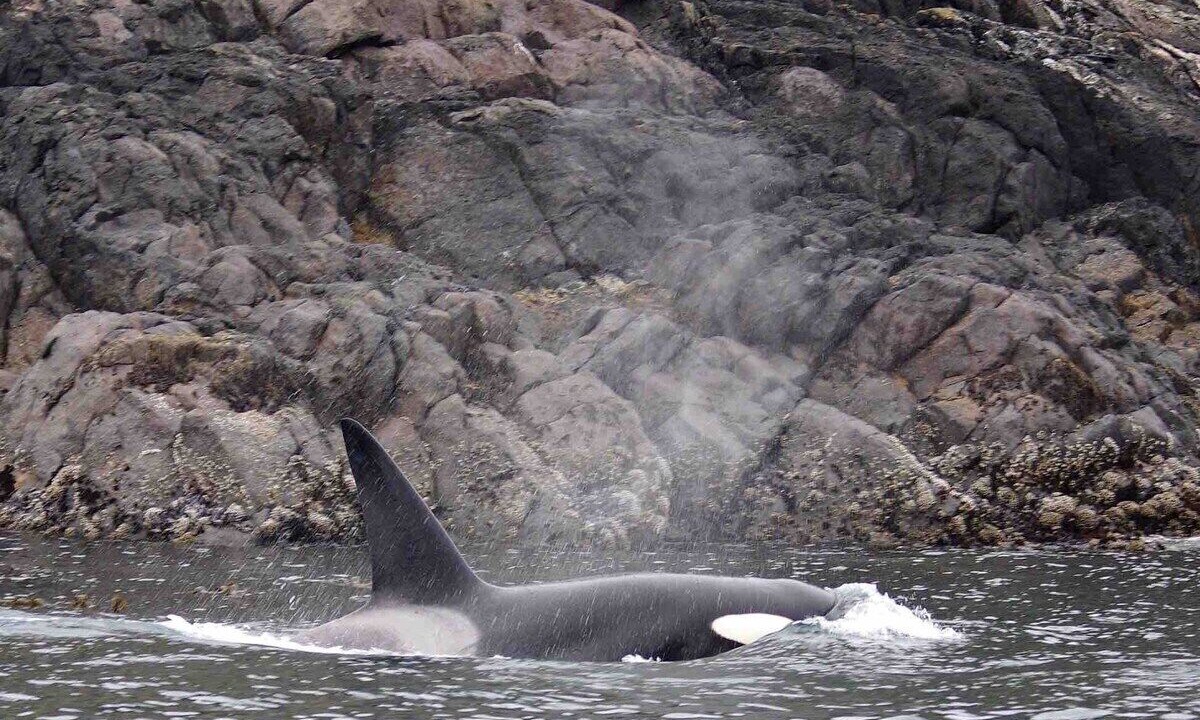Photo of Others in Sooke