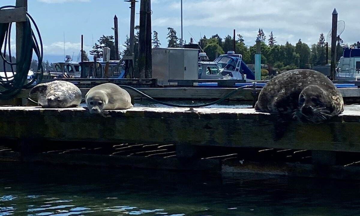 Photo of Others in Sooke