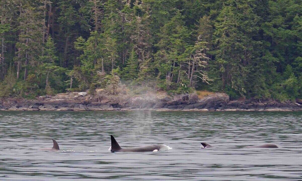 Photo of Others in Sooke