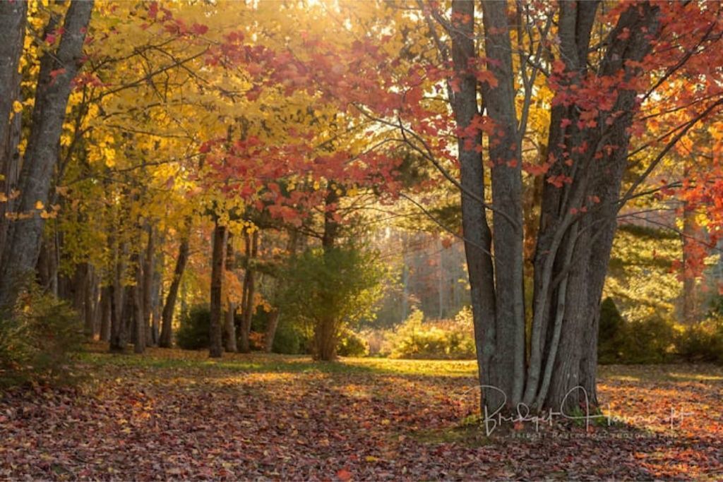 Photo of Outdoor in Kings County