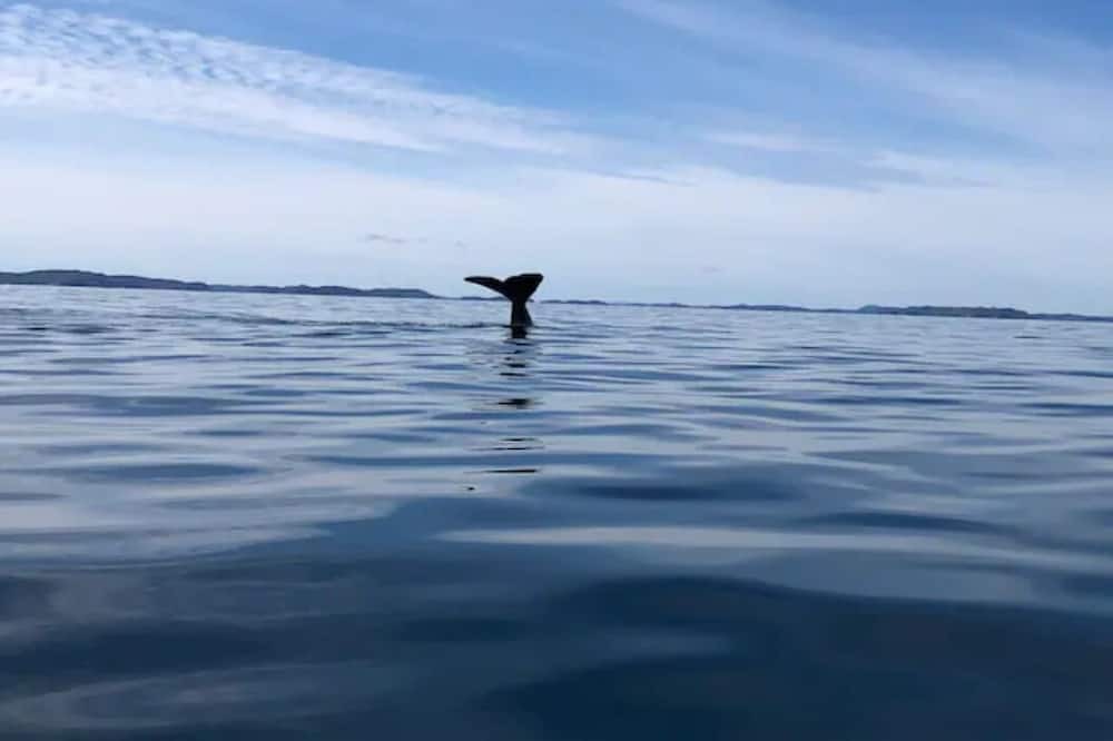 Photo of Others in Bonavista
