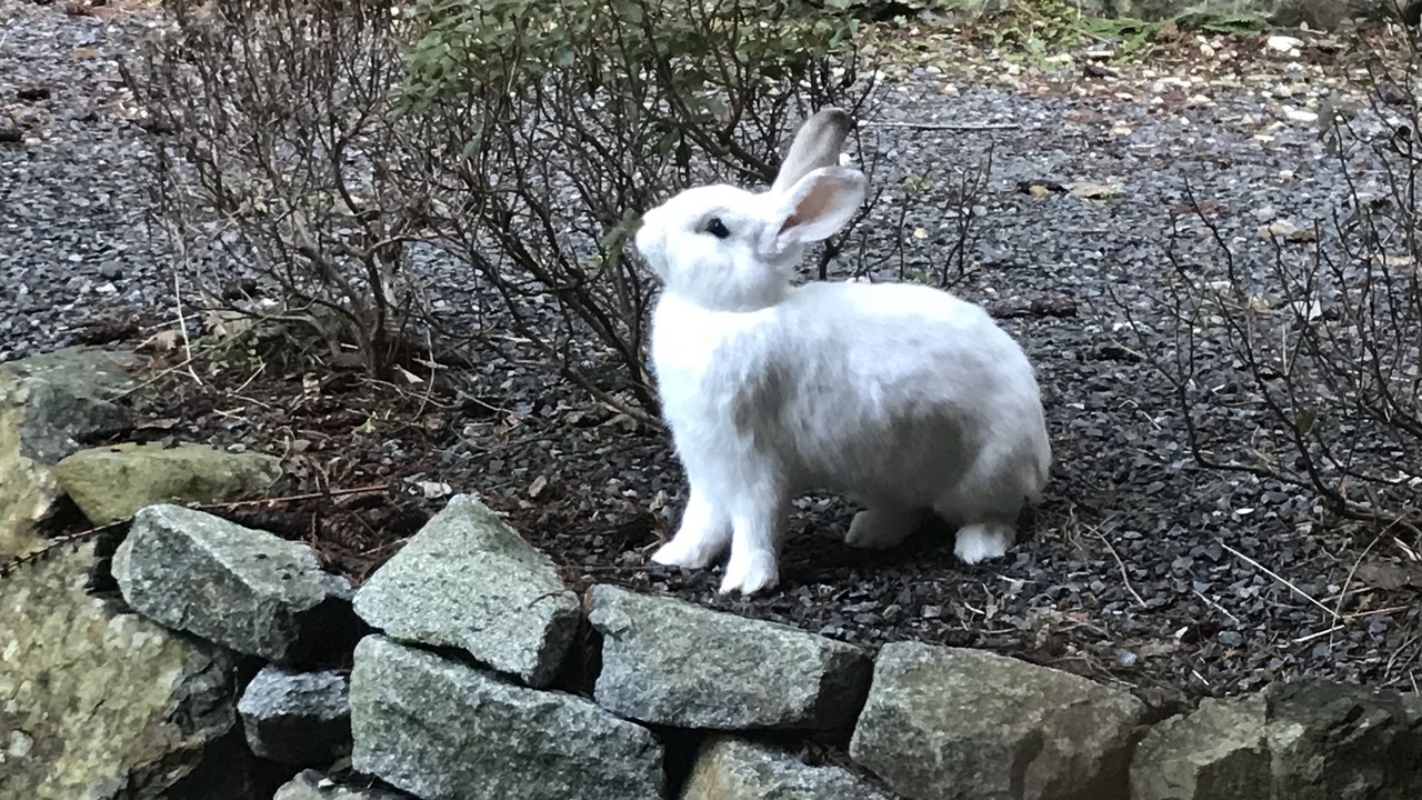 Photo of Outdoor in Bowen Island