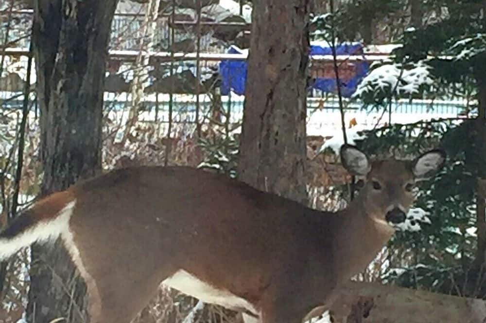 Photo of Outdoor in Mont-Tremblant