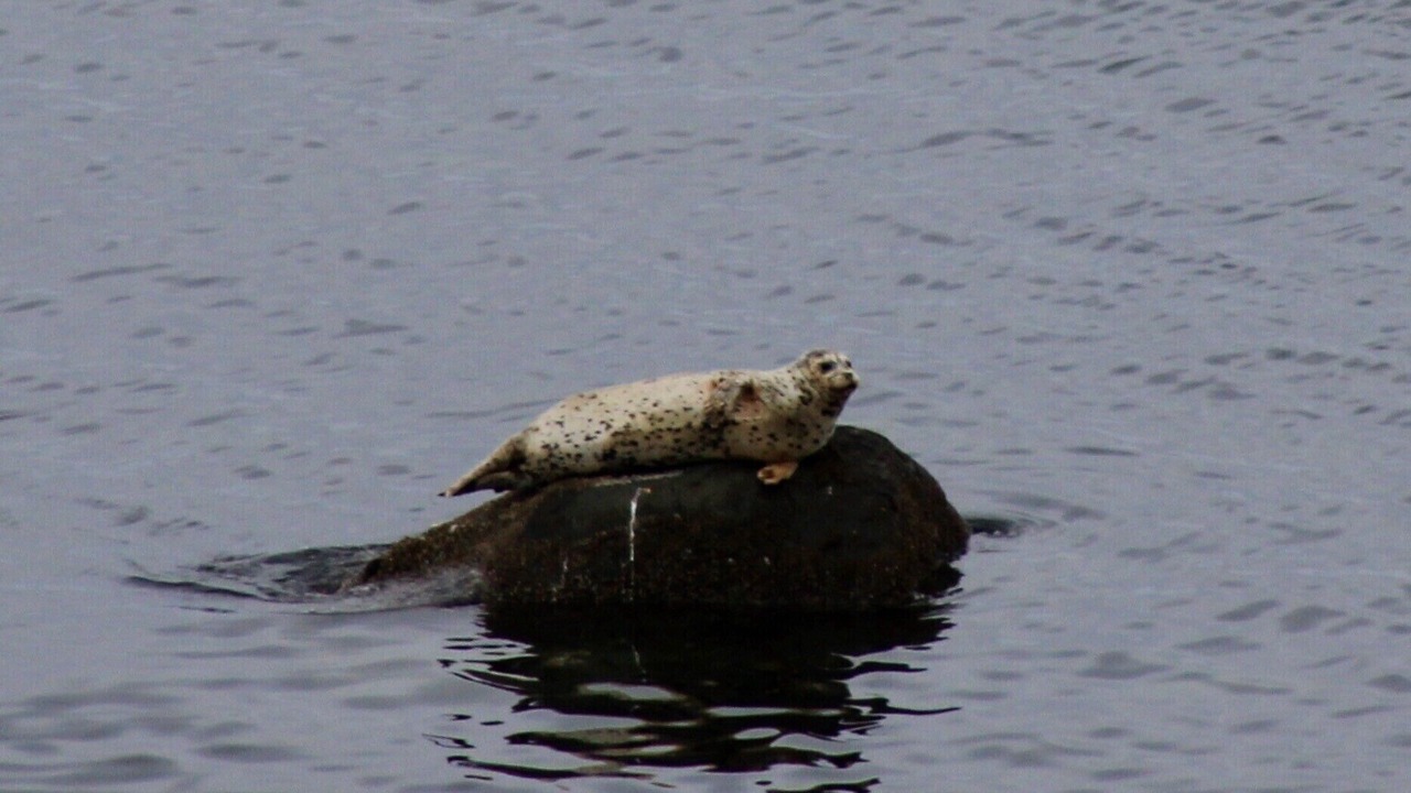 Photo of Others in Regional District of Nanaimo