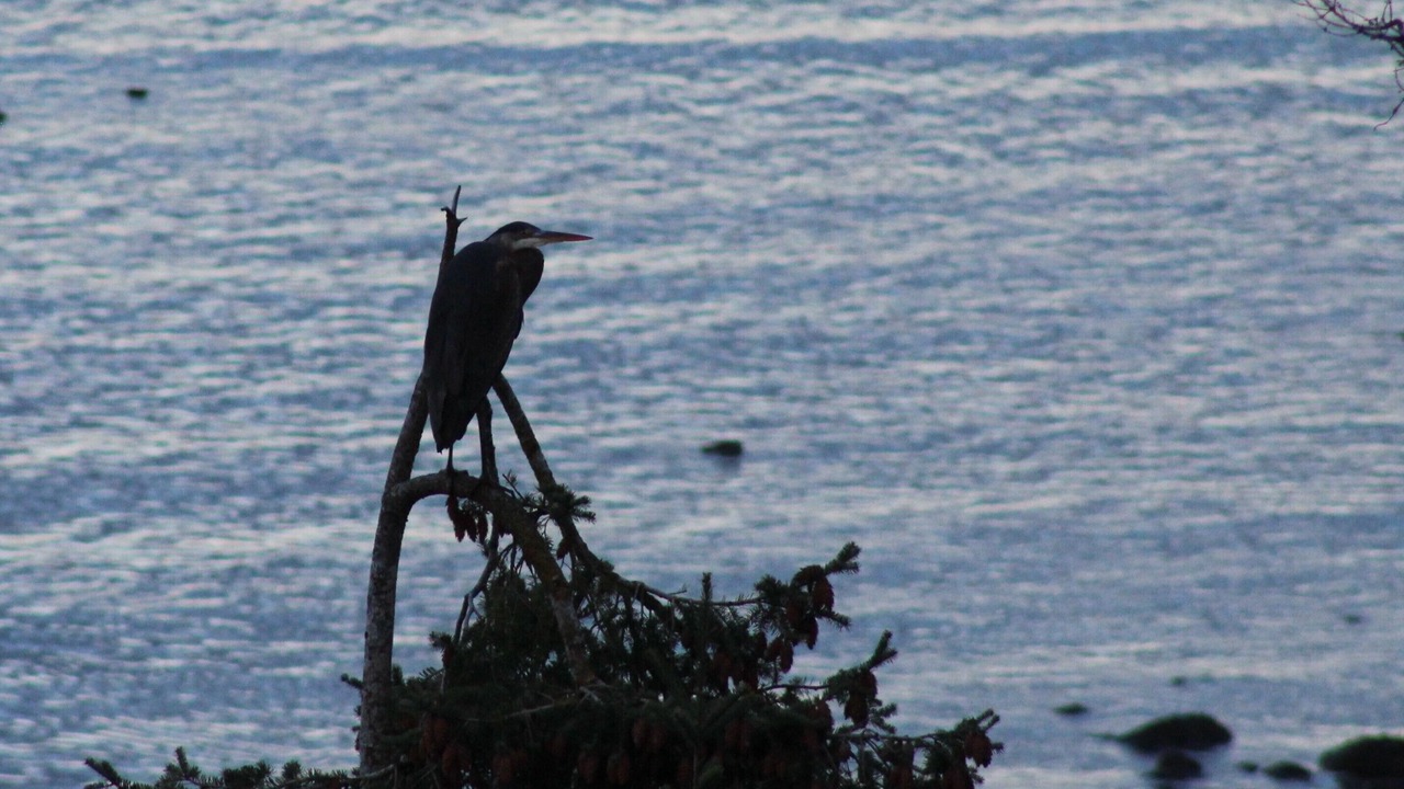 Photo of Others in Regional District of Nanaimo