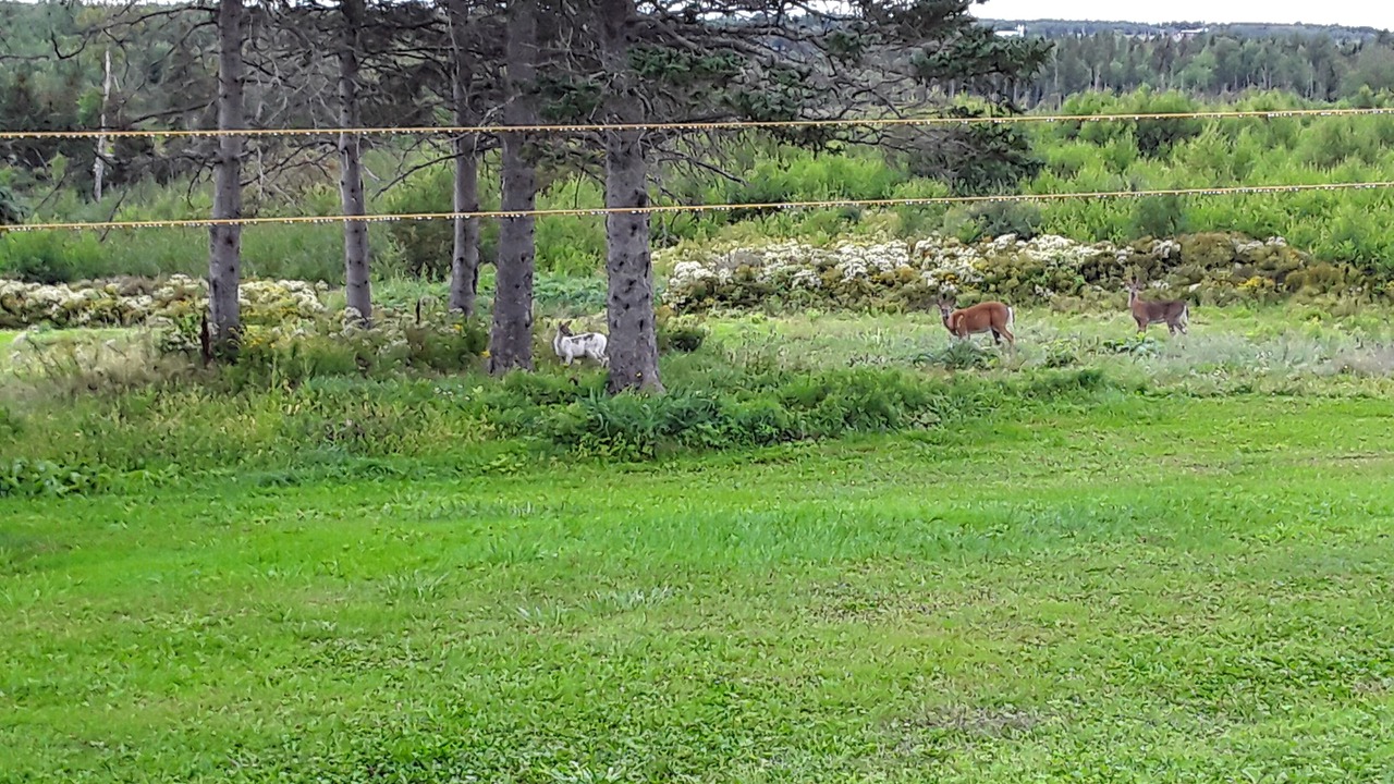Photo of Outdoor in Tatamagouche