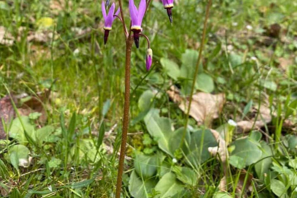 Photo of Outdoor in North Cowichan