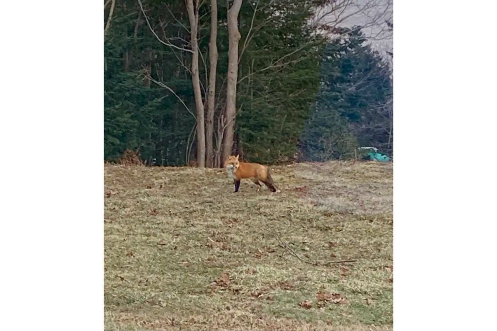 Photo of Outdoor in Fergusons Cove