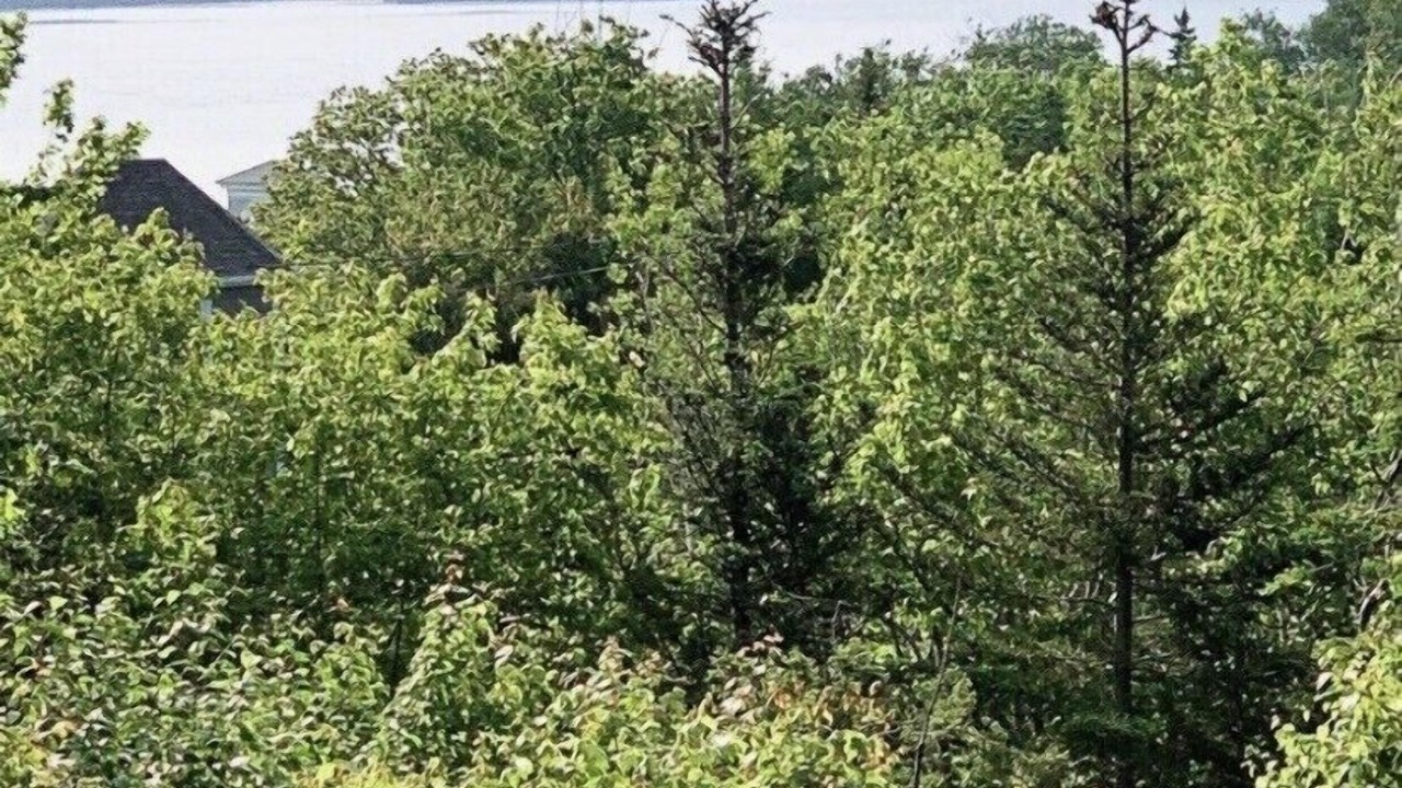 Photo of Outdoor in Fergusons Cove