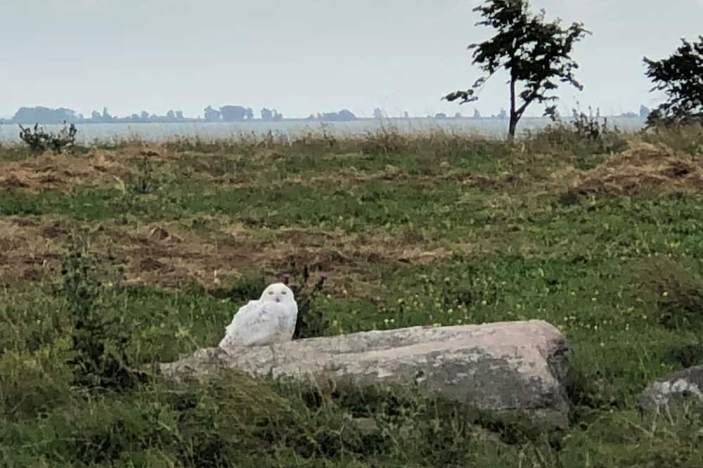 Photo of Outdoor in Wolfe Island