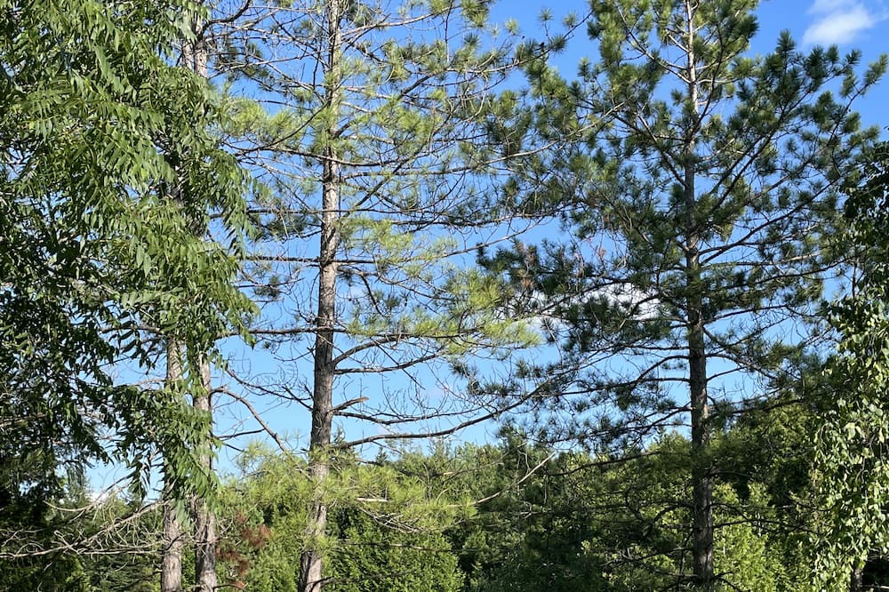 Photo of Outdoor in Grey Highlands