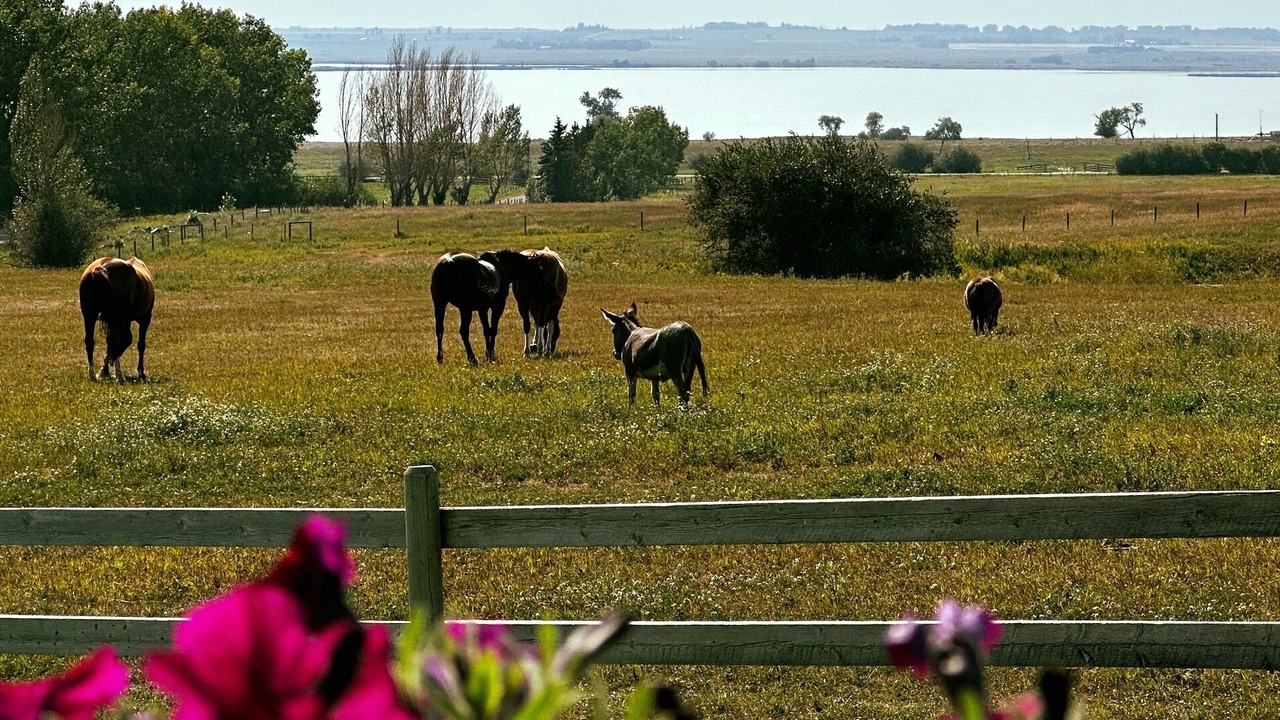 Photo of Others in Strathmore
