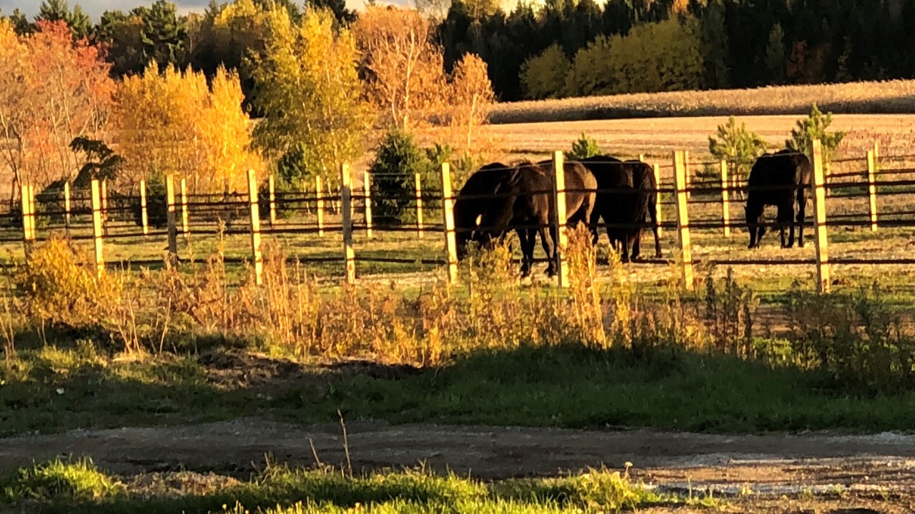 Photo of Outdoor in Becancour Regional County Municipality