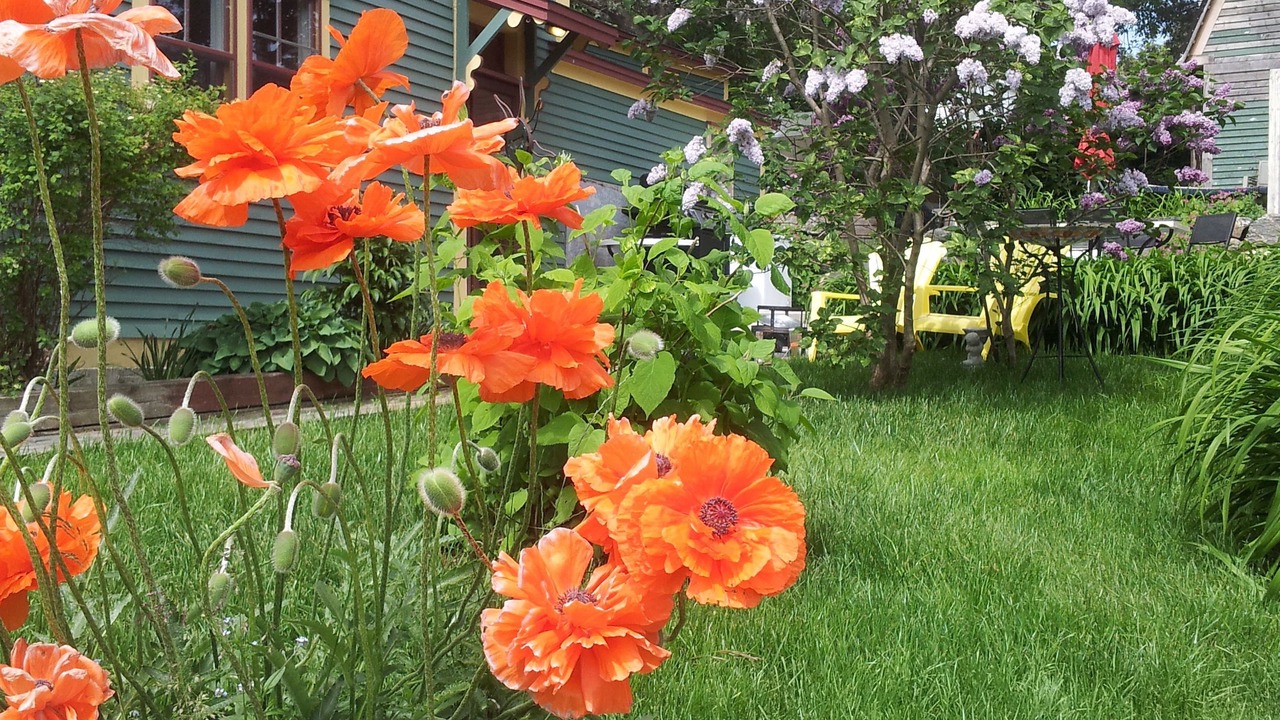 Photo of Outdoor in Spaniard's Bay