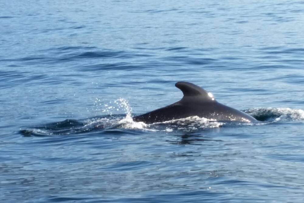 Photo of Others in Pleasant Bay