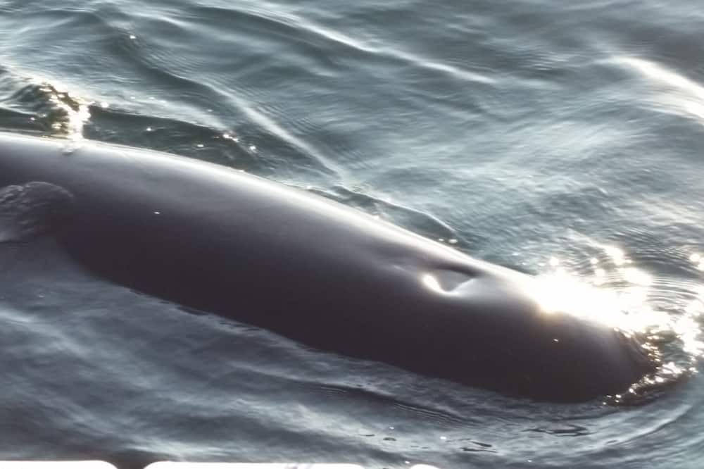 Photo of Others in Pleasant Bay