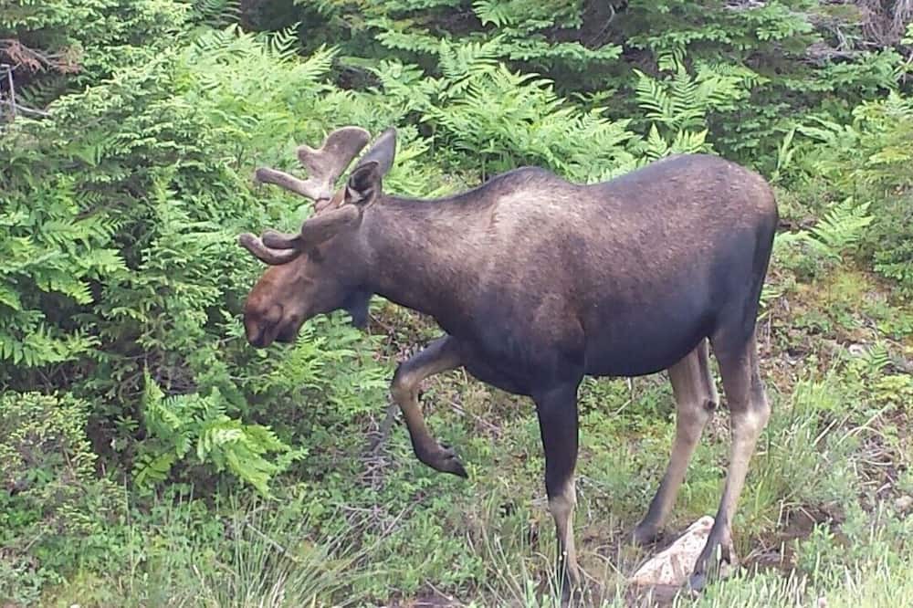 Photo of Outdoor in Pleasant Bay