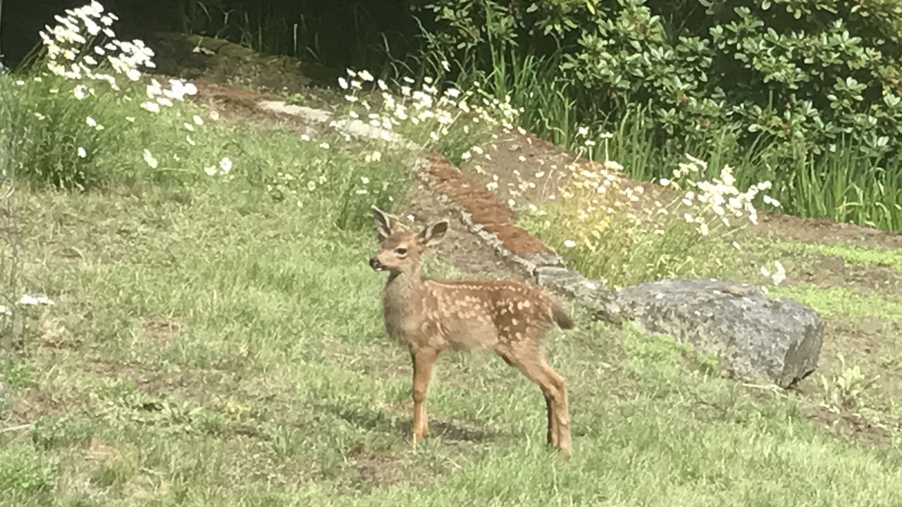 Photo of Outdoor in Maple Bay