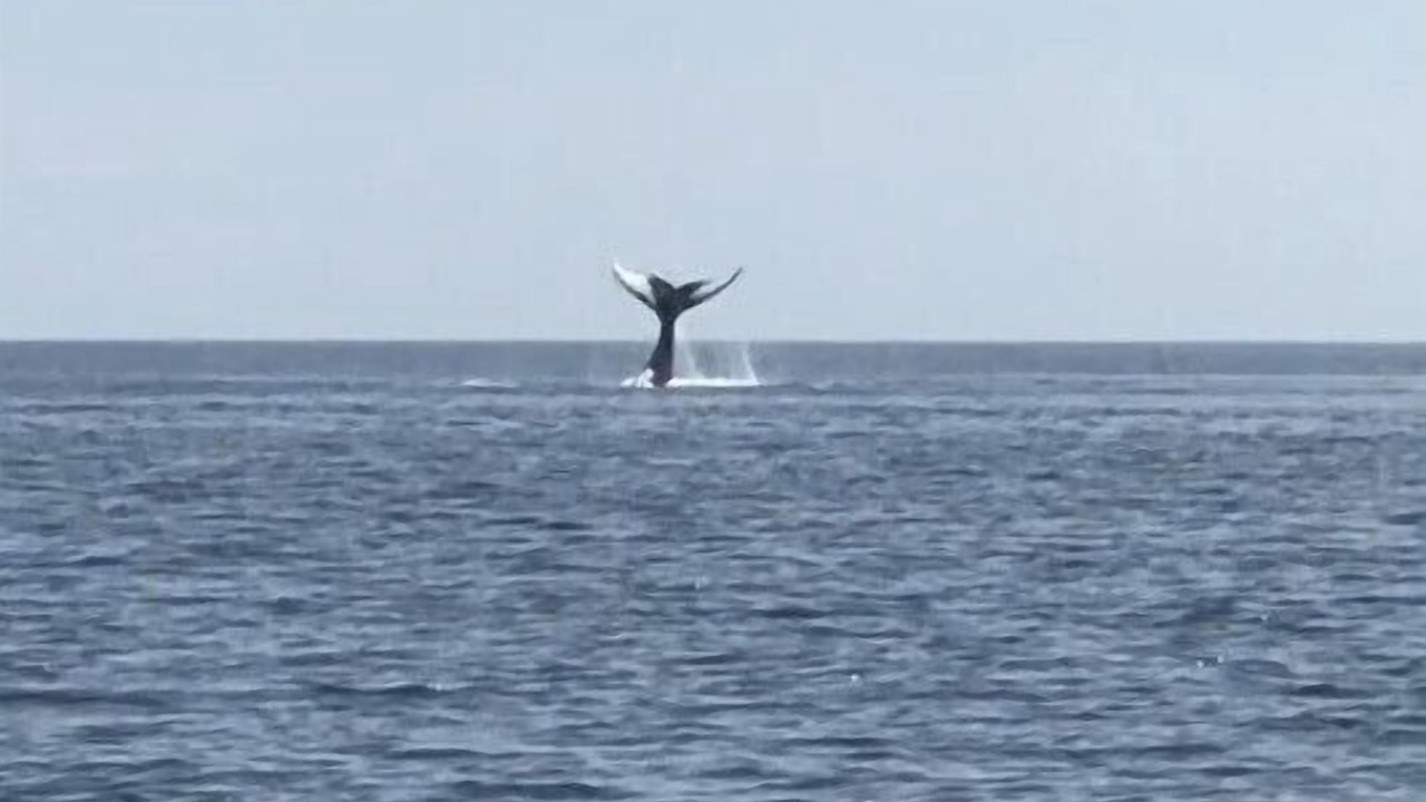 Photo of Others in Wilsons Beach