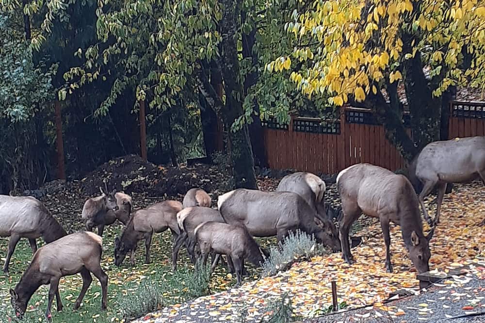Photo of Outdoor in Youbou