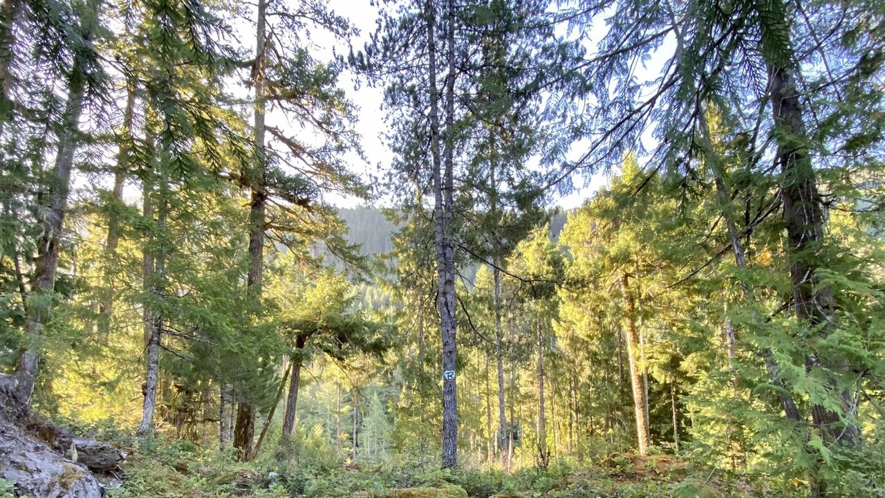 Photo of Outdoor in Sproat Lake