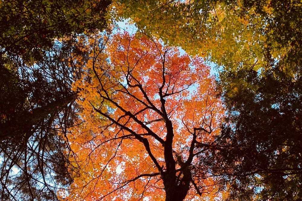 Photo of Outdoor in Gore