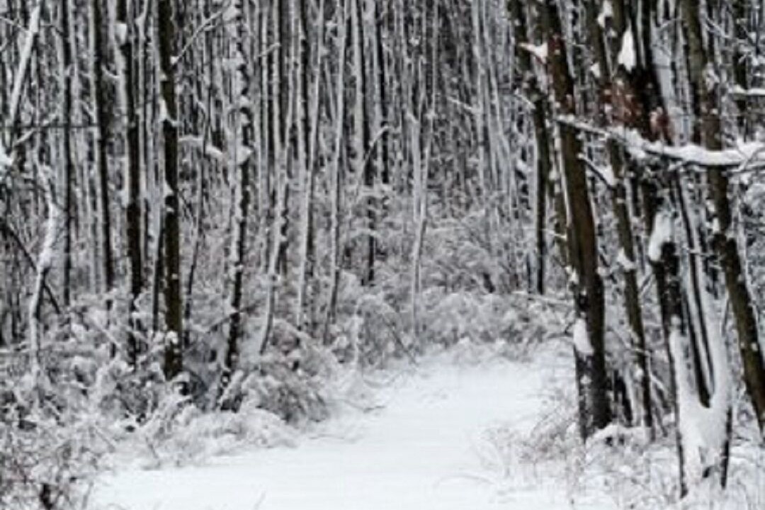 Photo of Others in St. Williams