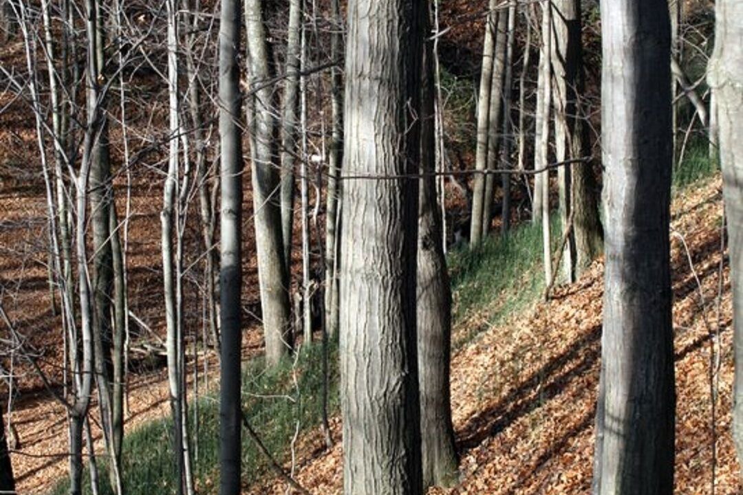 Photo of Outdoor in St. Williams
