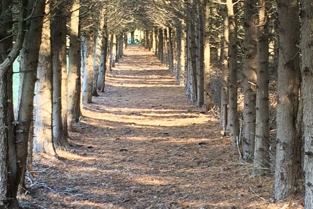 Photo of Outdoor in St. Williams