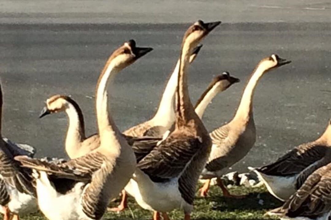 Photo of Outdoor in St. Williams