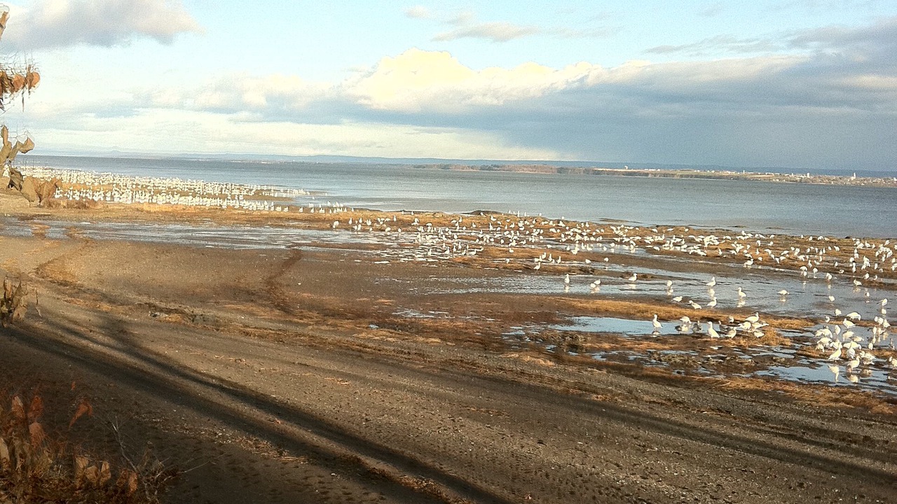 Photo of Others in Saint-Jean-de-l'lle-d'Orleans