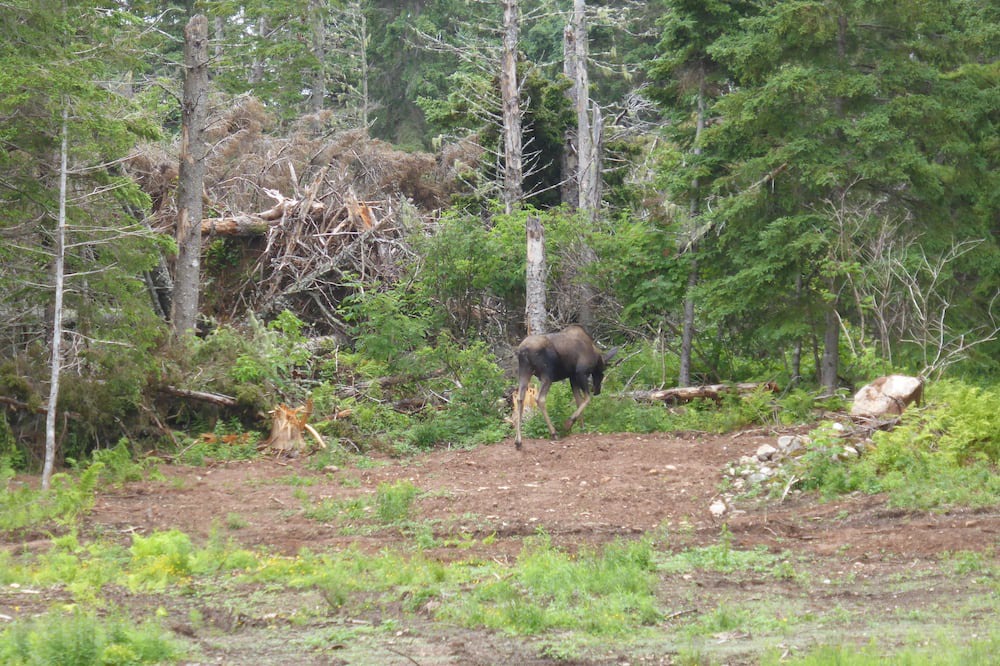 Photo of Outdoor in Indian Brook