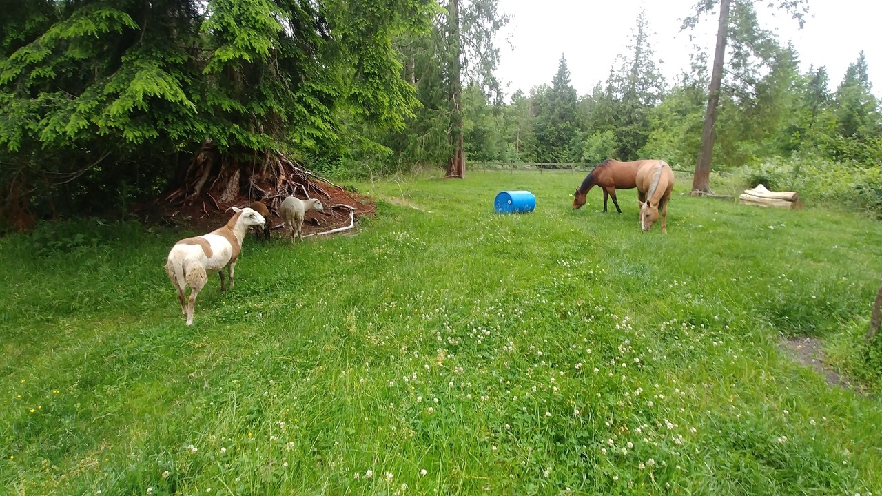 Photo of Outdoor in Gibsons