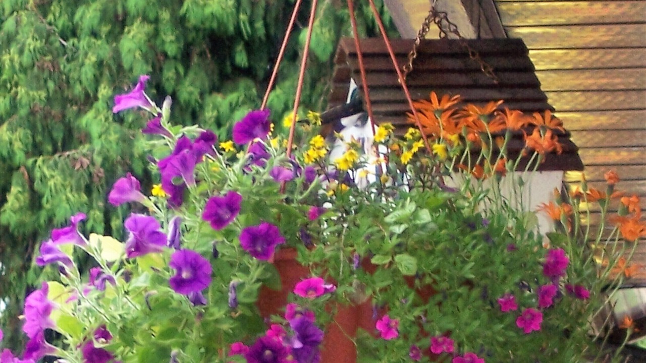 Photo of Outdoor in Anglemont