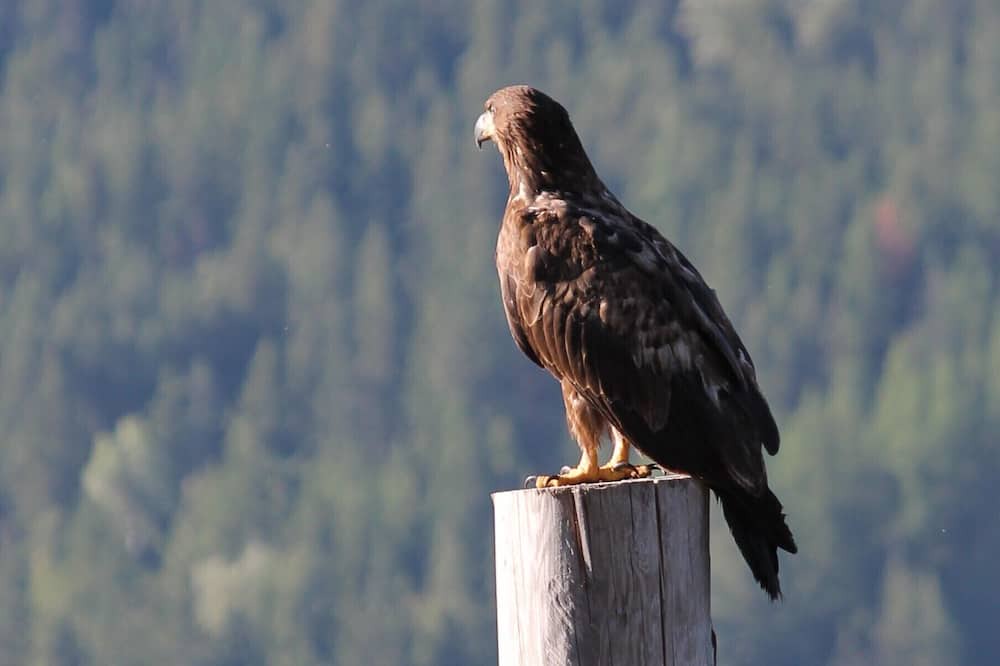 Photo of Others in Central Kootenay