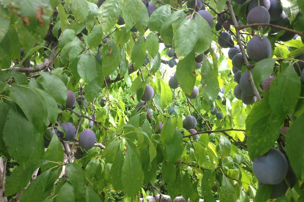 Photo of Outdoor in Central Kootenay