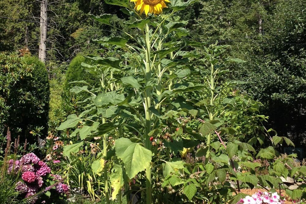 Photo of Outdoor in Central Kootenay
