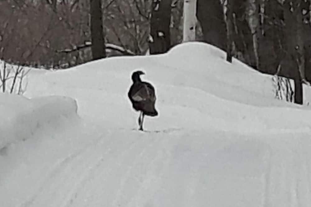 Photo of Others in Saint-Samuel