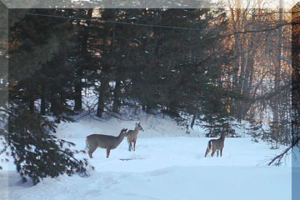 Photo of Others in Saint-Samuel