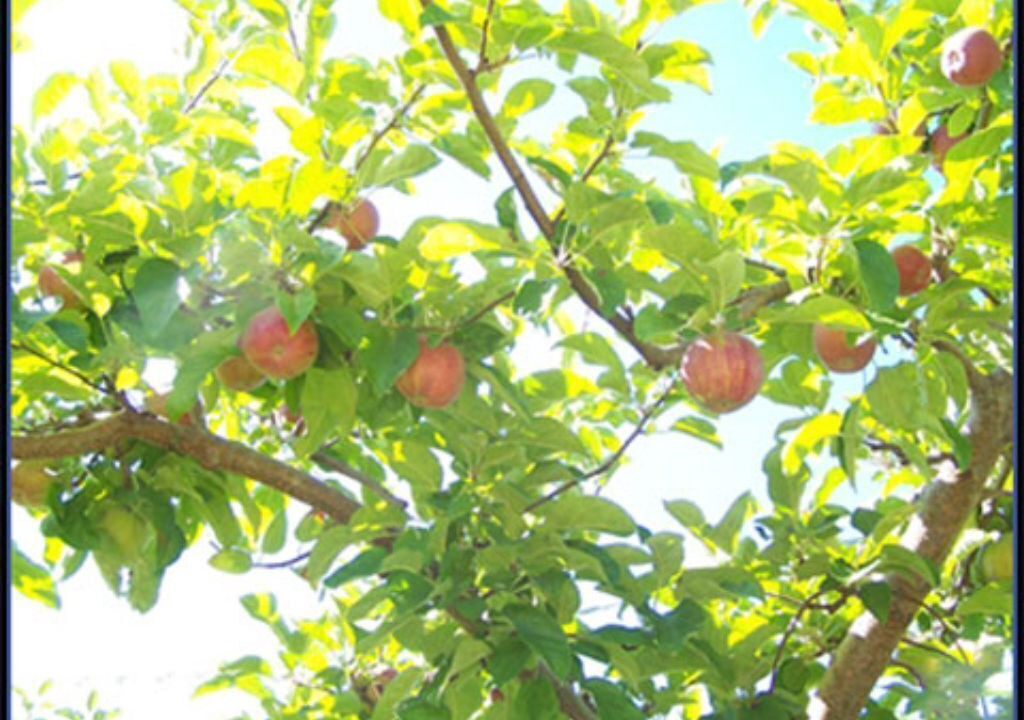 Photo of Outdoor in Central Okanagan
