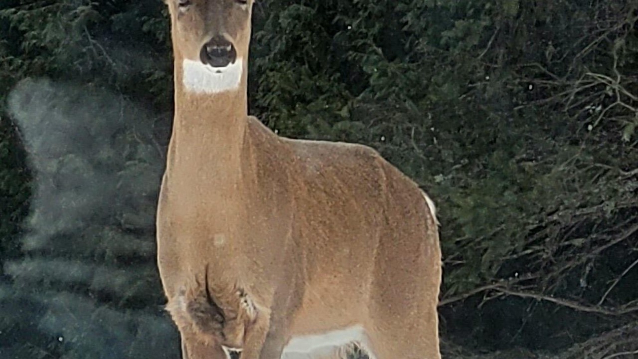 Photo of Outdoor in Val David