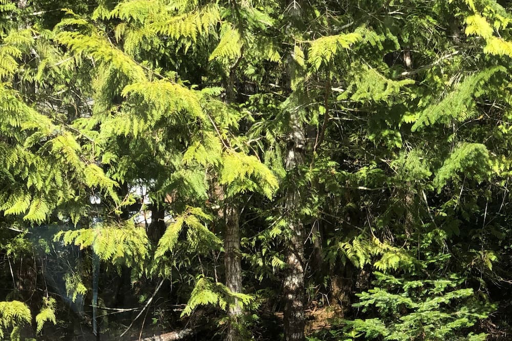 Photo of Outdoor in Sproat Lake