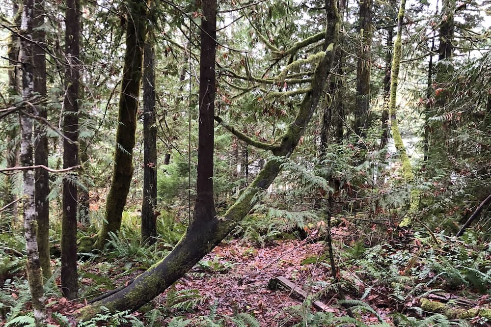Photo of Outdoor in Sproat Lake
