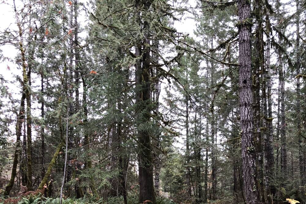 Photo of Outdoor in Sproat Lake