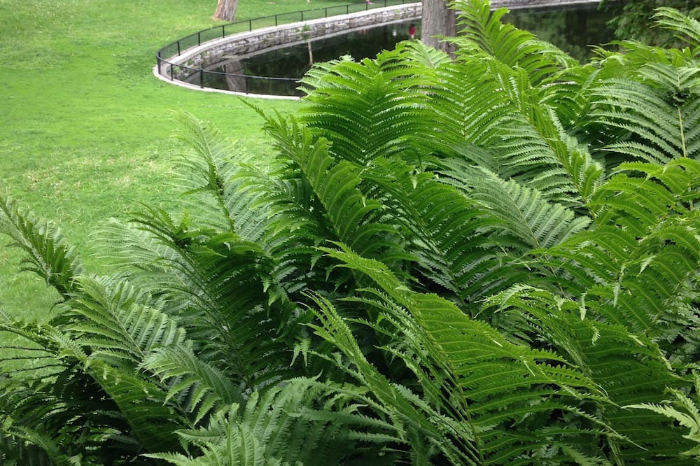 Photo of Outdoor in Ottawa Division