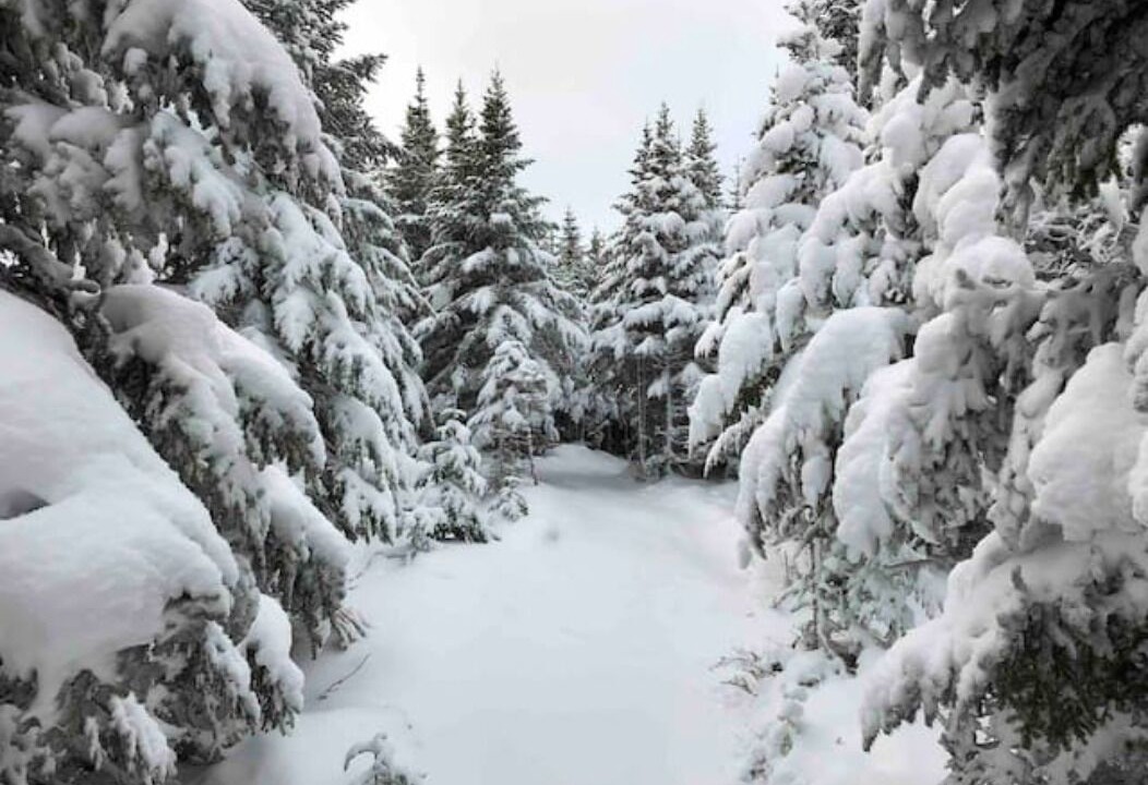 Photo of Outdoor in Brigus Junction