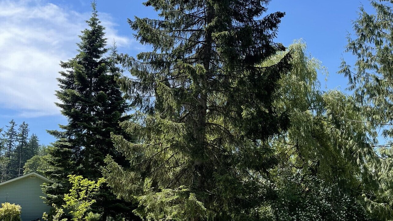 Photo of Others in Maple Ridge